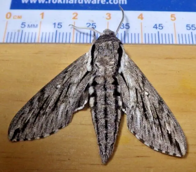 Plebeian Sphinx Moth Paratrea plebeja Sphingidae Lepidoptera Southeast TX C122