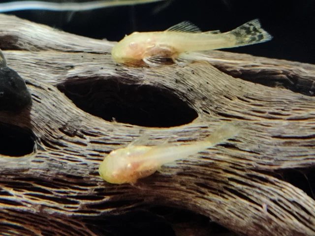 3 Albino bristlenose pleco .5 To .75 In Size