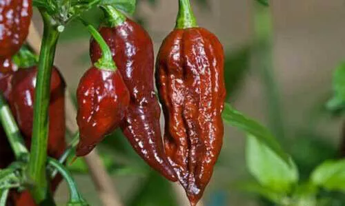 CHOCOLAT BHUT JOLOKIA, 25 graines de piment + GRATUIT