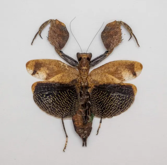 Mantidae - Boxing Mantis (f) - Hestiasula sp -Cameron Highlands, Malaysia (BM43)