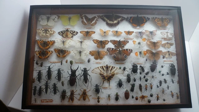Boîte Vitrine En Verre Et Bois - Pour Insectes, Bijoux, Collection - 10x10 Cm, Couvercle Clapet