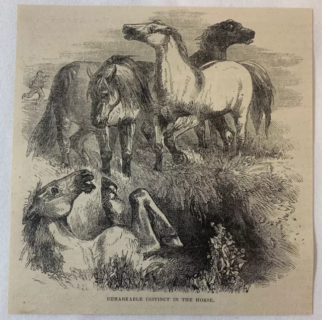 1877 Rivista Incisione ~ Remarkable Instinct IN The Horse