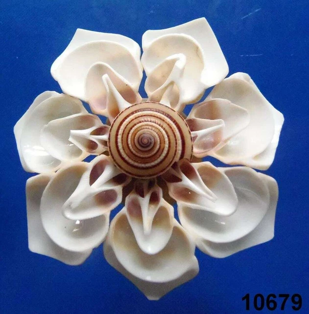 Conchas artesanales Vittate Conch Strombus vittatus Sailors Valentine