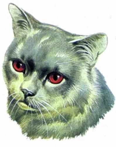 Embroidered Fleece Jacket - British Shorthair Cat BT2523 Sizes S - XXL