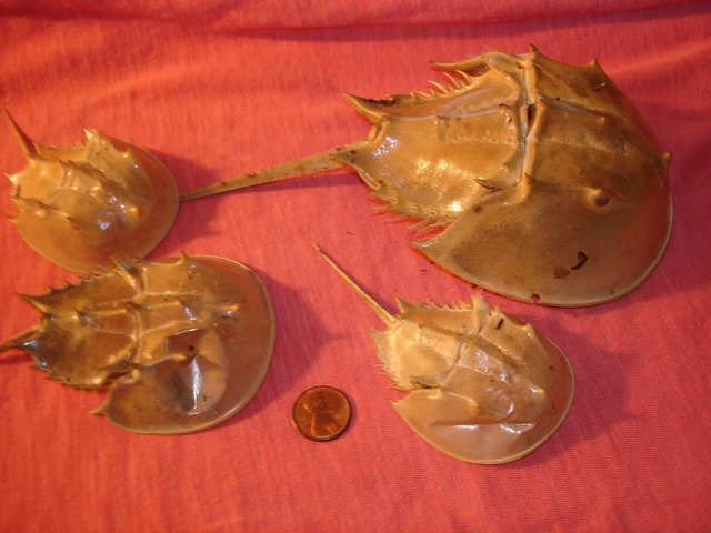 Taxidermy Ocean Crustacean Crab Lot