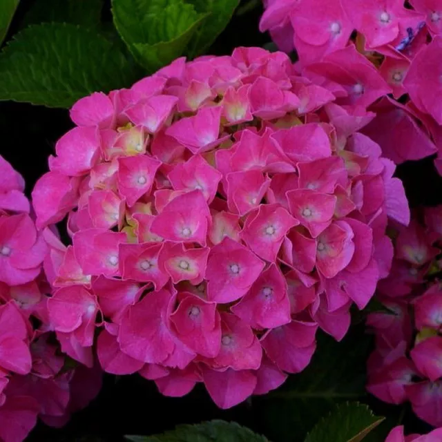 Hydrangea macrophylla 'Sybilla' - Hortensia de jardin à boule mauve