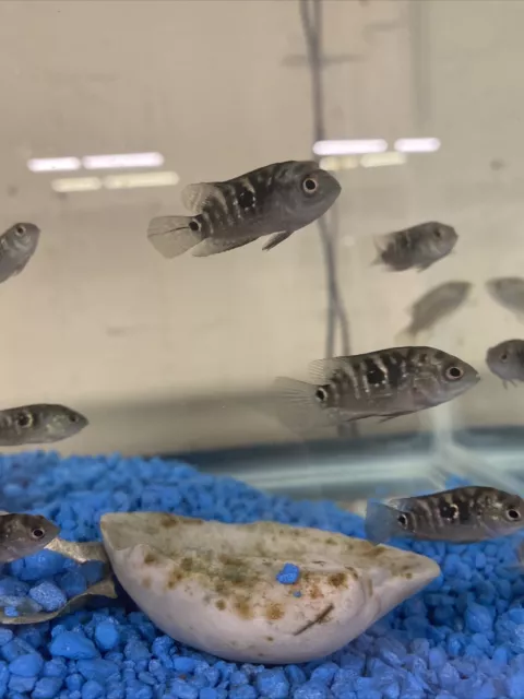 Jack Dempsey Cichlid Regular 2” Nice Only 7.99 Per Fish