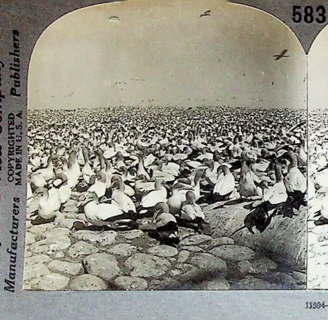 Sea Birds Gannets Cape Town South Africa Photograph Keystone Stereoview Card