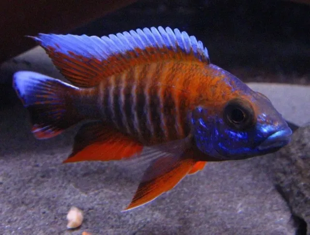 Red Peacock Cichlid (Aulonocara sp.)- Live Freshwater Fish African Cichlid