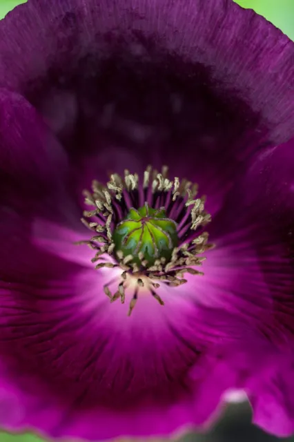 Poppy Papaver - Somnifreum Laurens Grape - 300x Seeds