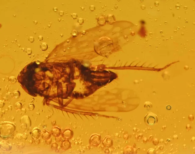 Planthopper with Trichoptera (Caddisfly), Fossil Inclusion in Dominican Amber