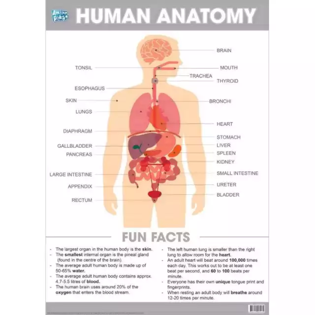 Human Anatomy Body Organs Educational Poster Wall Chart Kids Learning School