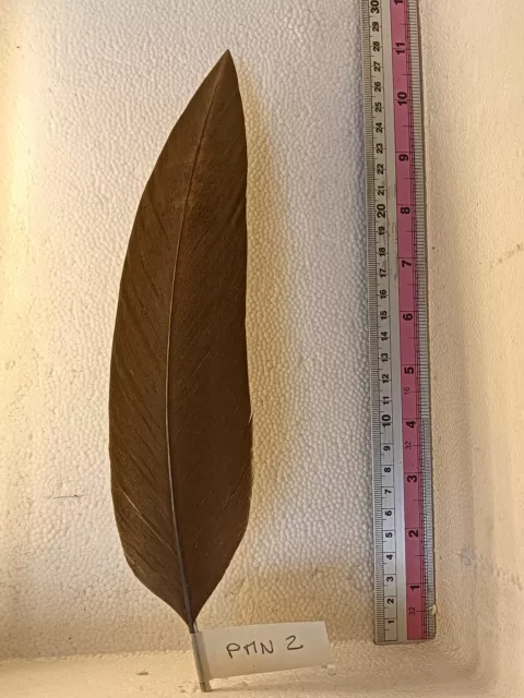 Penna Per Cappello Alpino Marrone