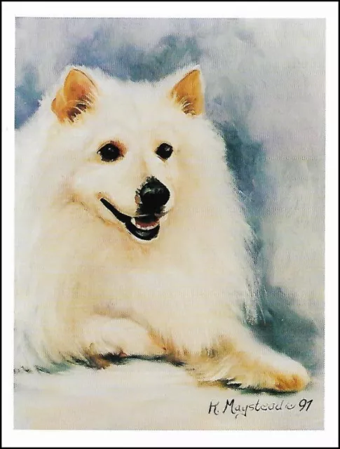 American Eskimo Note Cards  ~ AEK-1 ~ Ruth Maystead 4 pk.