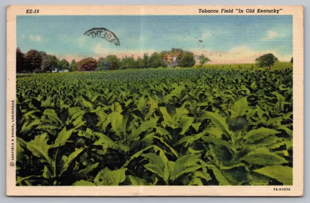 Tobacco Field in Old Kentucky Postcard