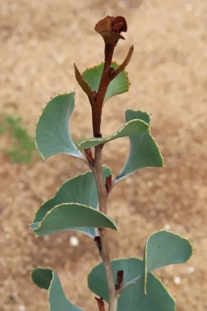 Hakea brownii ‘Fan-Leaf Hakea’ - 5 Seeds  - Native Seed