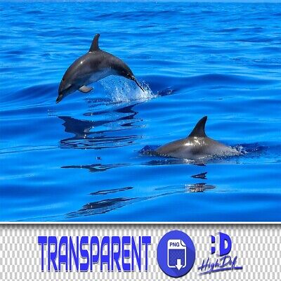 50 Delfines Y Salpicaduras De Agua Transparentes Png Photoshop Superposiciones, Animales Aislados