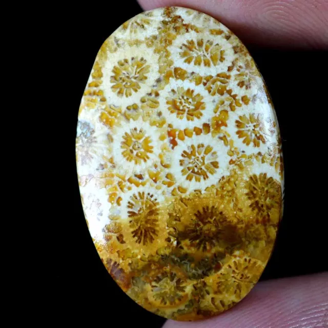 18.60 Cts 100% Natural Fossil Coral Fossilized Cabochon 18 x 28 mm Gemstone GT01