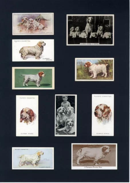 Clumber Spaniel Mounted Set Vintage Dog Collectible Cards Stamps And Bands