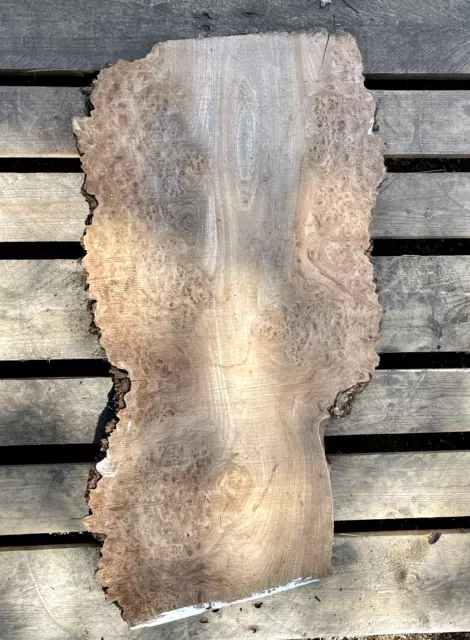 Beautifully Figured Seasoned Wych Elm Burls