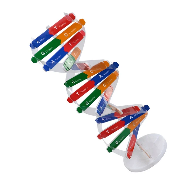 DNA MODEL DIY Child Student Use Kit Early Education Toys Building £11. ...