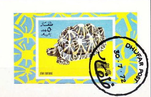 Dhufar,Tiere 2,Schildkröte
