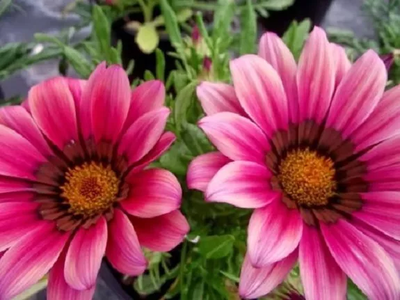 30+ Gazania Kiss Rose / Drought Tolerant / Re-Seeding Annual Flower Seeds