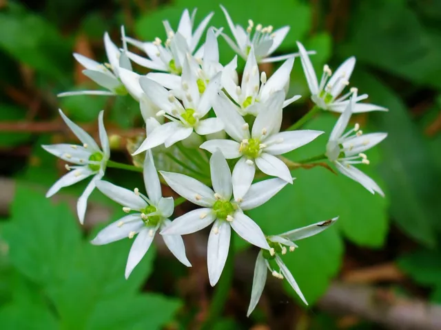 Allium Ursinum - Wild Garlic (50 Seeds)