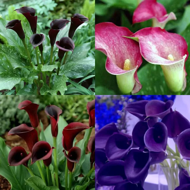 100PCS Seeds Calla Lily Flower Rare Heirloom Bonsai Different Types