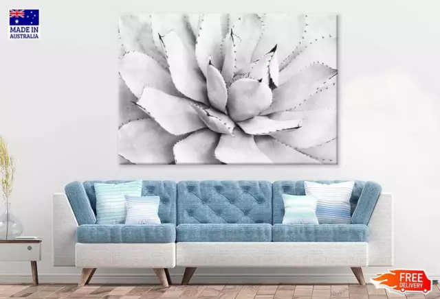 Agave Flower B&W Closeup View Wall Canvas Home Decor Australian Made Quality