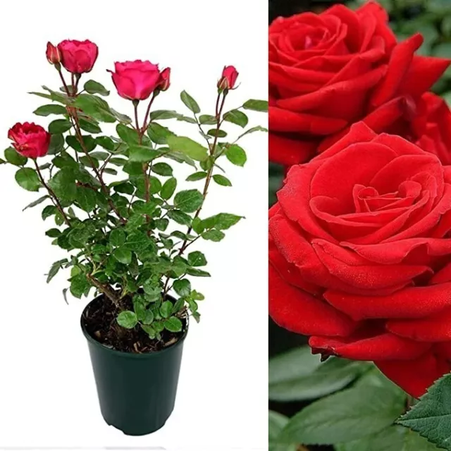 Rose Bush Showbiz! - Floribunda Rose Bush For The Garden In a 3 Litre Pot