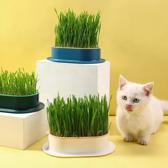 Soilless Catgrass Cat Grass Snack Growing Kit Cat Grass Planting Box> Fast 2