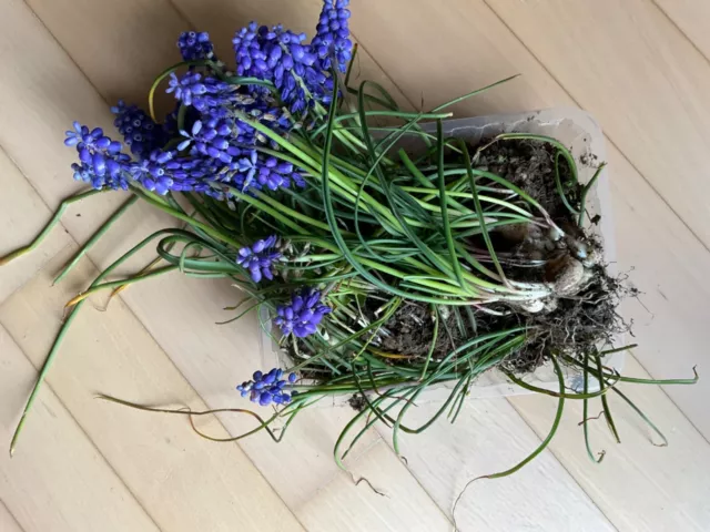 30 blaue Traubenhyazinthen Muscari mit Zwiebel Blüten und Blätter winterhart