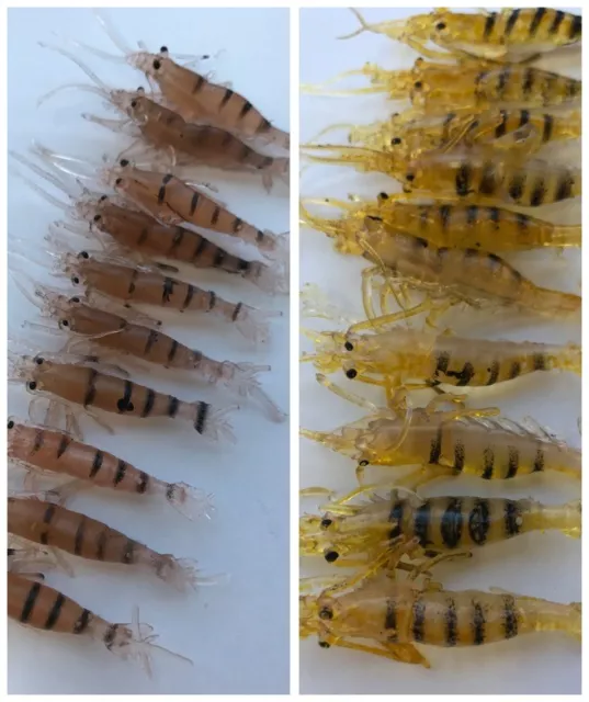 30 x Live Soft Brown Prawn Shrimp Yabbie Fishing Lure 65mm Fishing Tackle