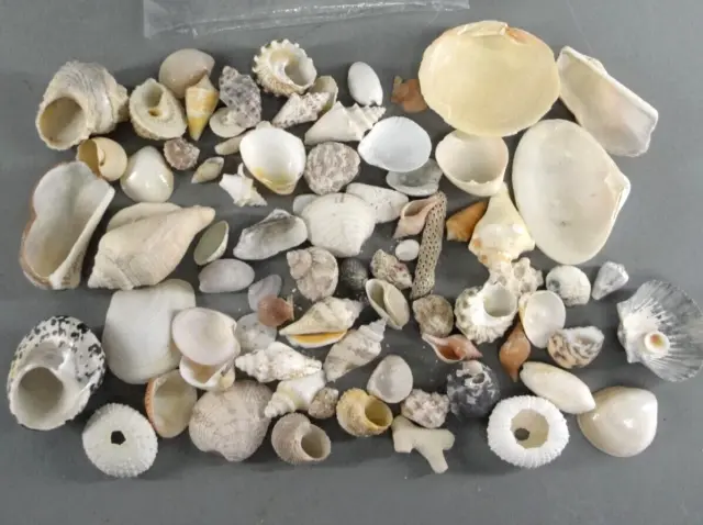 Small Seashell Mix Tiny Sea Shell Lot Beach,Sea Shells Crafts natural  Indianocen