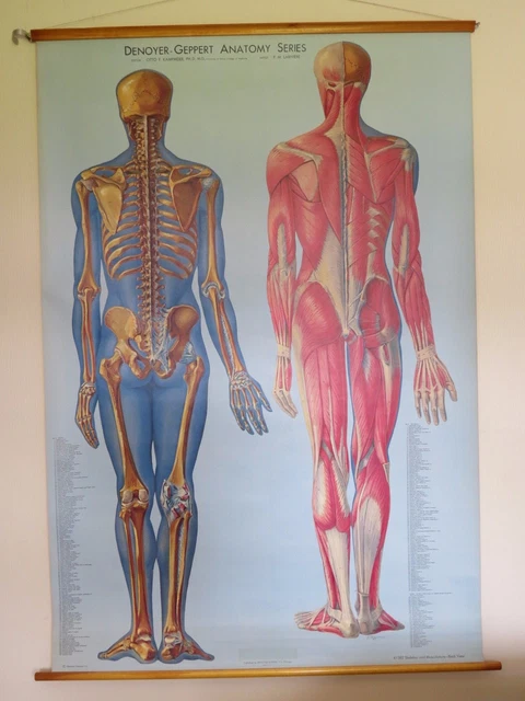 RARE VINTAGE ROLL Down Medical School Anatomy Chart Skeleton & Muscle ...