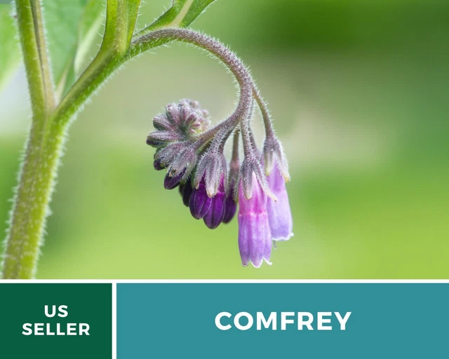 Comfrey - 25 Seeds - Medicinal Herb - GMO Free (Symphytum Officinale)