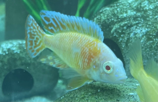 Albino Sunshine Peacock Aulonocara Cichlid, Guaranteed Male