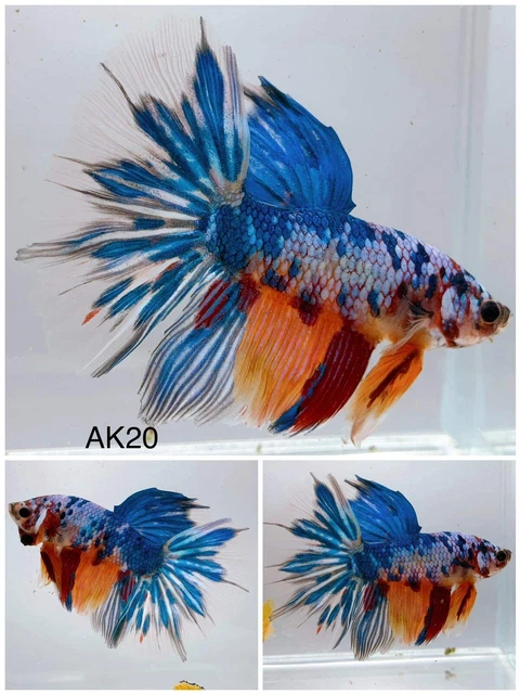Betta Live Fish Male Koi Candy Galaxy AK20 Ask Seller Shipping Cost Before Buy