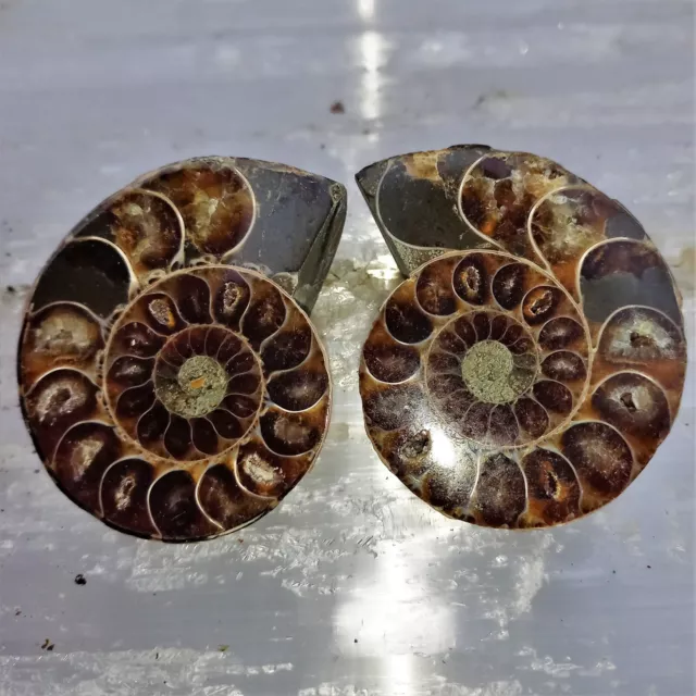 5cm Phylloceras Paar Poliert Ammonit Madagaskar Ammoniten NrB2 Fossil Spirale