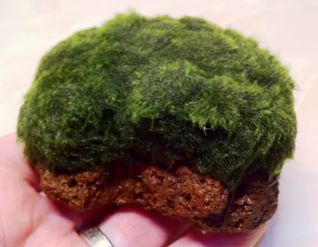 Green Marimo Moss Covered Lava Rock Live Aquarium Plants Java Shrimp