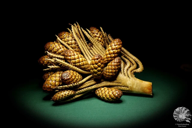 Raphia farinifera tropical centroáfrica palmera reciente frutos secos especie