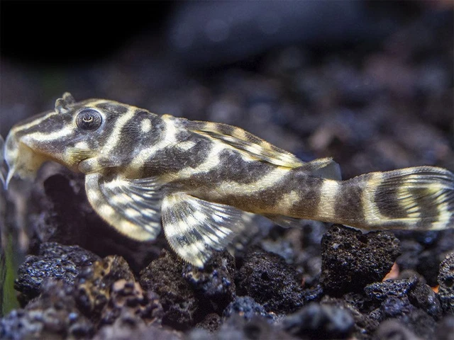 L129 Colombian Zebra Pleco (Hypancistrus debilittera)