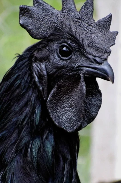 Ayam Cemani Hatching Eggs for Sale