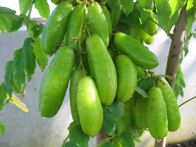Ceylon Averrhoa Bilimbi Cucumber Fruit Pickle Sorrel Tropical Rare Tree 20 Seeds