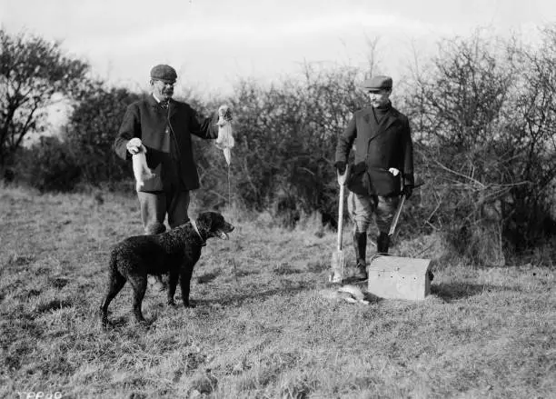Hunters Using Dogs And Ferrets On A Rabbit Shoot Burnham On Crouch Old Photo