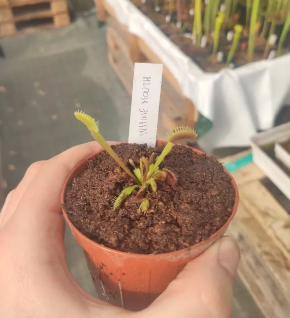 Dionaea Muscipula "Whine Mouth"