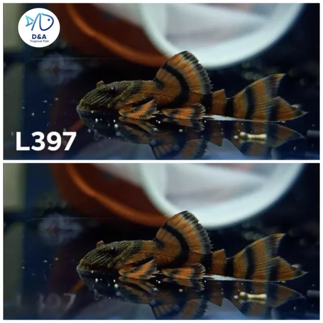 1 L397 Alenquer Tiger Pleco (Size 3+ cm) 1.2+ inch - High Quality Live Fish