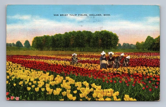 Van Bragt Tulips HOLLAND Michigan Harriet Meholic Postcard Collector Deltiology