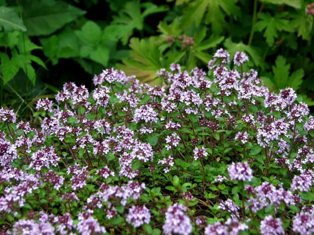 Tomillo Serpol - Thymus serpyllum - 1000 semillas - Seeds - Graines - Semi 3